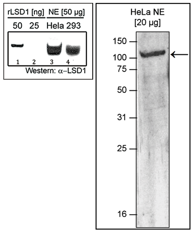 Western blot