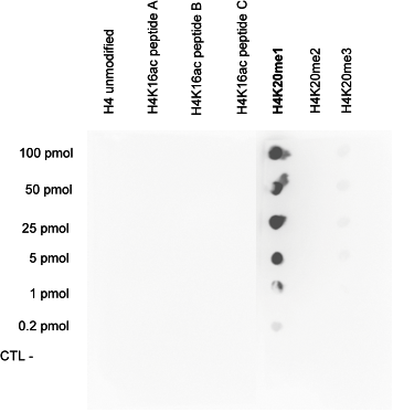 H4K20me1 Antibody validted in Dot Blot
