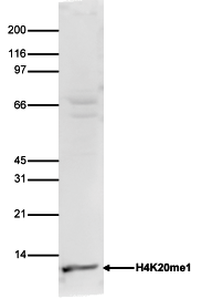 H4K20me1 Antibody validted in Western Blot