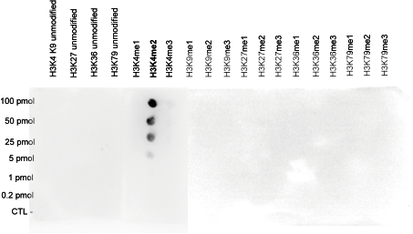 H3K4me2 Antibody validated in Dot Blot