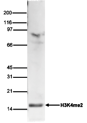 H3K4me2 Antibody validated in Western Blot