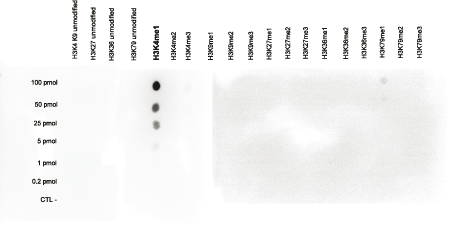 H3K4me1 Antibody validated in Dot Blot