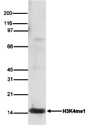 H3K4me1 Antibody validated in Western blot