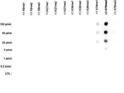 H3K79me2 Antibody validated in Dot Blot