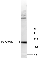 H3K79me2 Antibody validated in Western Blot