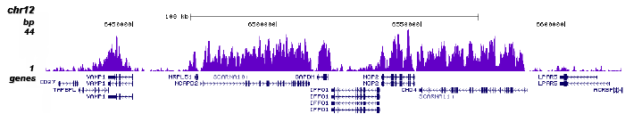 H3K36me3 Antibody ChIP-seq Grade