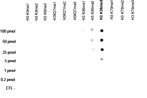 H3K36me3 Antibody validated in Dot Blot