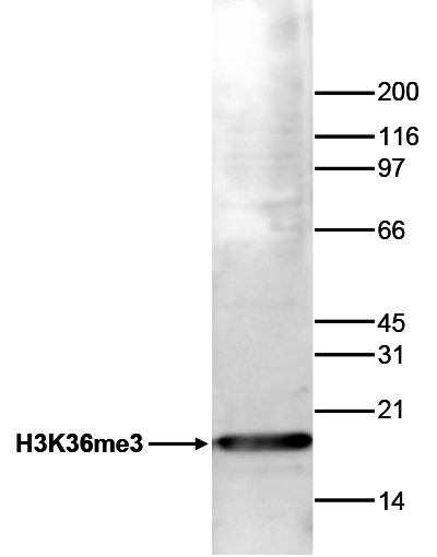 H3K36me3 Antibody validated in Western Blot