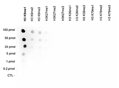 H3K9me1 Antibody validated in Dot Blot