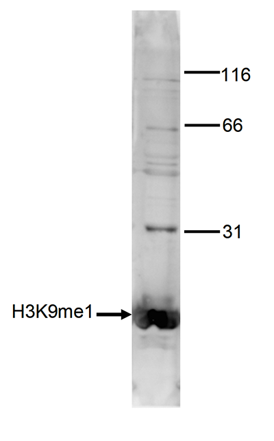 H3K9me1 Antibody validated in Western Blot