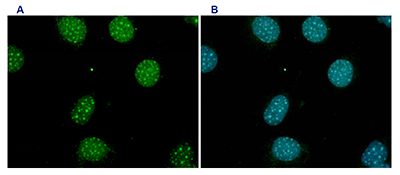 Immunofluorescence