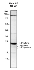 Western blot