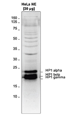 Western blot