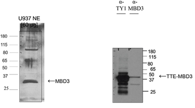 Western blot