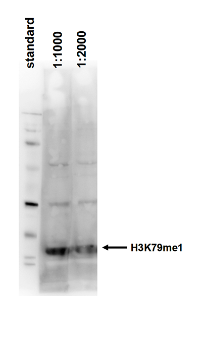 H3K79me1 Antibody validated in Western Blot