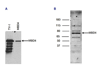 Western blot