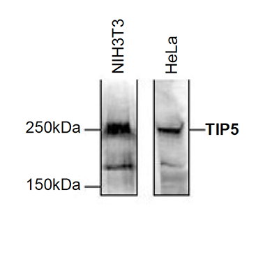 TIP5 Antibody validated in Western Blot