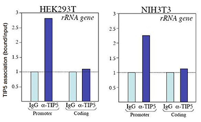 TIP5 Antibody ChIP Grade