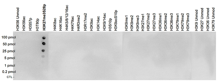 H3K27me3S28p Antibody validated in Dot Blot