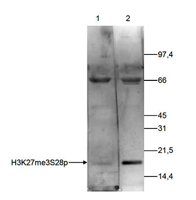 H3K27me3S28p Antibody validated in Western Blot