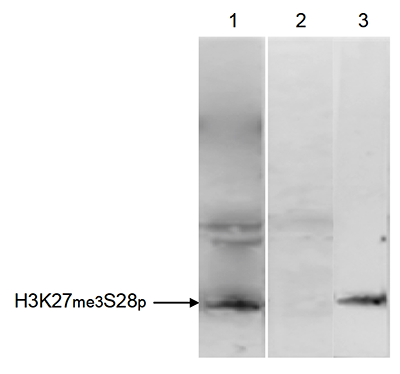 H3K27me3S28p Antibody validated in Immunoprecipitation