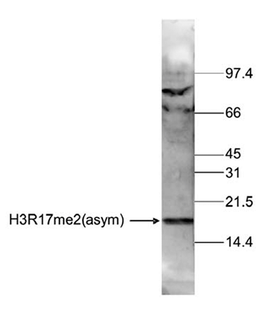 H3R17me2(asym) Antibody validated in Western Blot