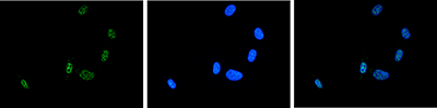 Immunofluorescence