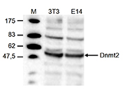 Western blot