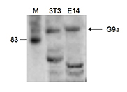 Western blot