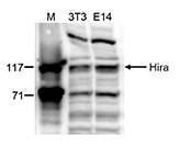 Western blot