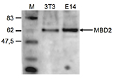 Western blot