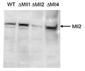 Western blot