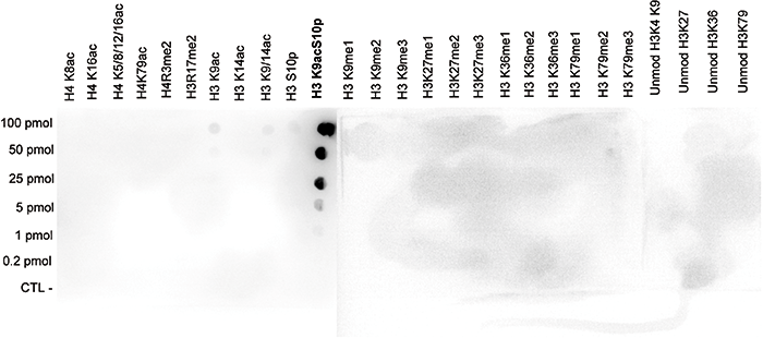 H3K9acS10p Antibody validated in Dot Blot