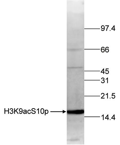 H3K9acS10p Antibody validated in Western Blot