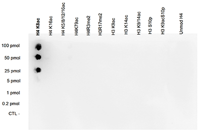 H4K8ac Antibody validated in Dot Blot