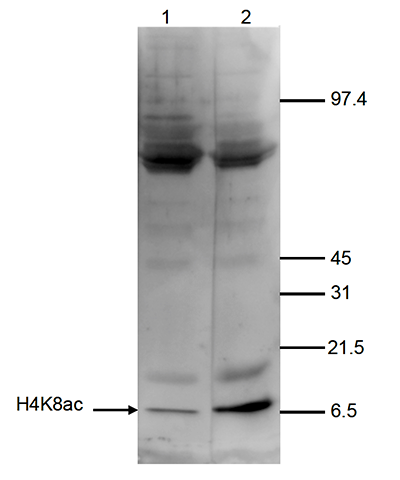 H4K8ac Antibody validated in Western Blot