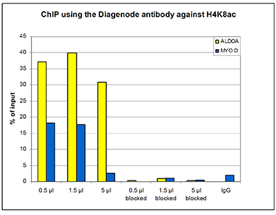 H4K8ac Antibody ChIP Grade