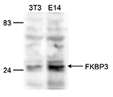 Western blot