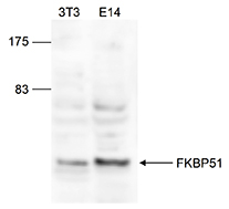 Western blot