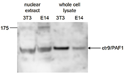 Western blot