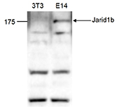 Western blot