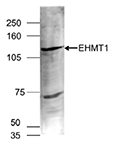 Western blot