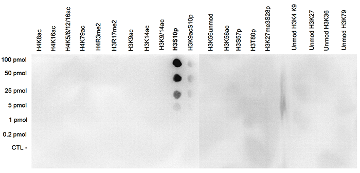 H3S10p Antibody validated in Dot Blot