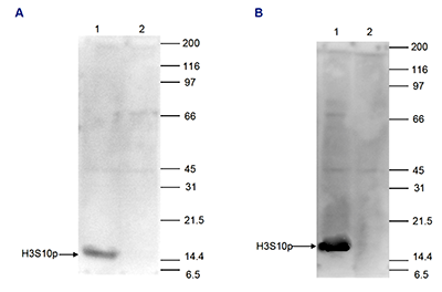 H3S10p Antibody validated in Western Blot