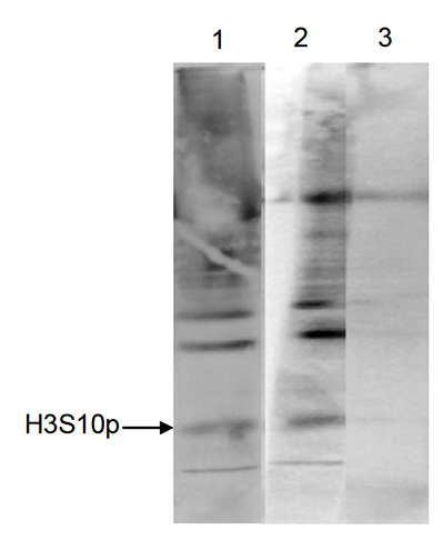 H3S10p Antibody validated in Immunoprecipiration