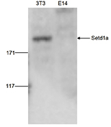 Western blot