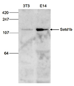 Western blot