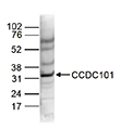 Western blot