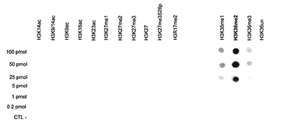 H3K36me2 Antibody validated in Dot Blot