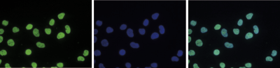 H3K36me2 Antibody validated in Immunofluorescence